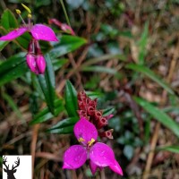 Sonerila rhombifolia Thwaites